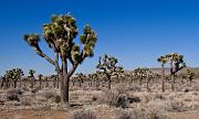 Joshua Trees 1234